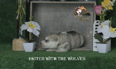 UNITED WITH THE WOLVES