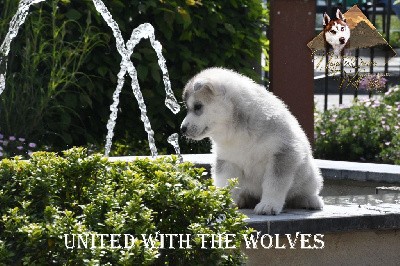 UNITED WITH THE WOLVES