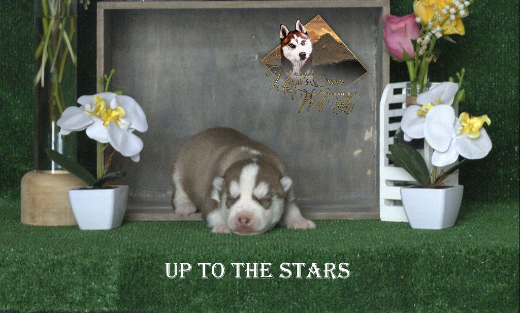 UP TO THE STARS