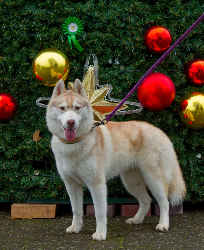 Angel Inside's Utopia wolf
