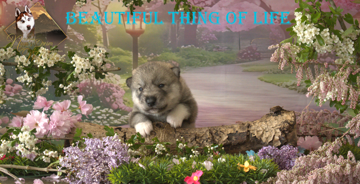 De Naya's Dream Wolf Valley - Siberian Husky - Portée née le 10/04/2026