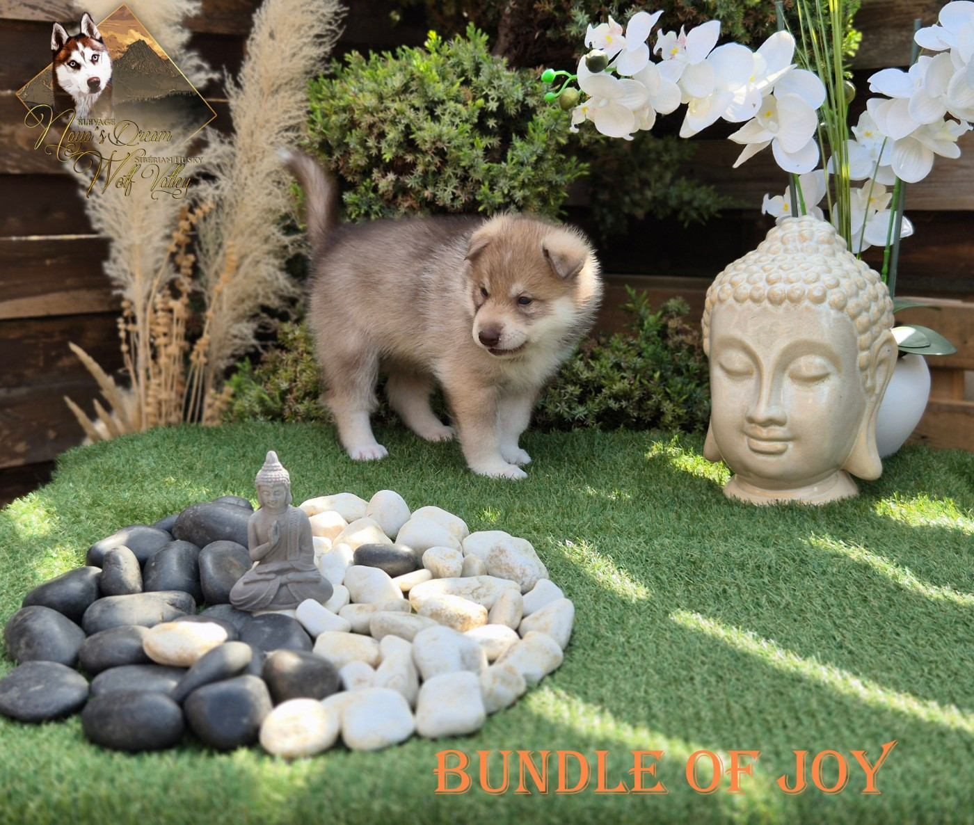 De Naya's Dream Wolf Valley - Chiots disponibles - Siberian Husky