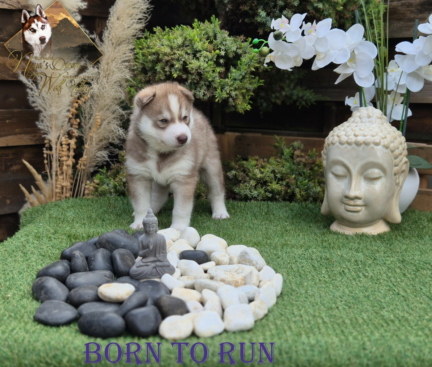 De Naya's Dream Wolf Valley - Chiots disponibles - Siberian Husky
