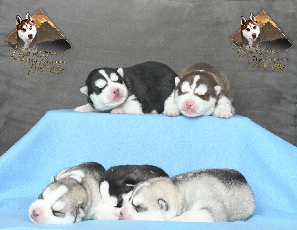 De Naya's Dream Wolf Valley - Siberian Husky - Portée née le 15/03/2025